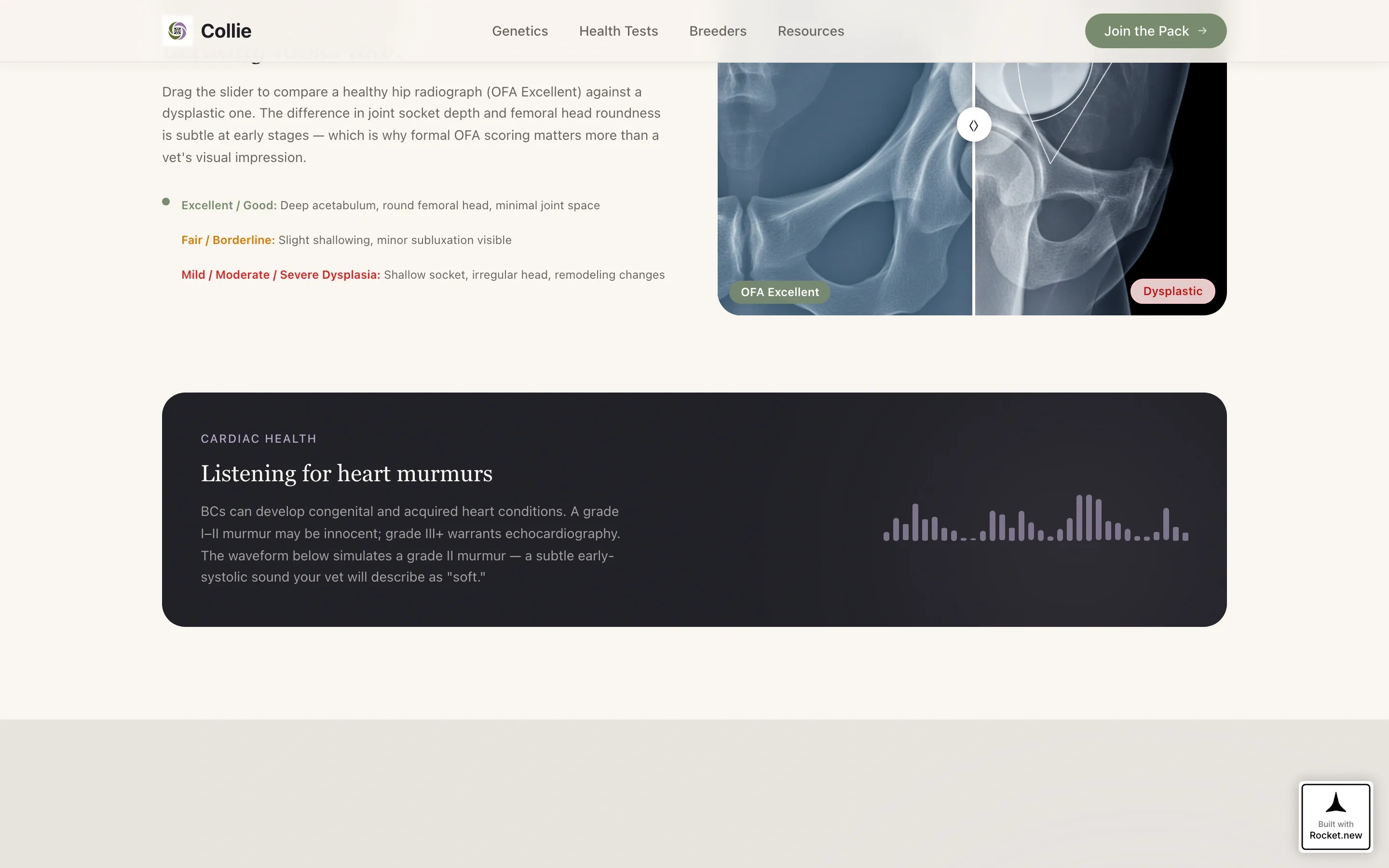 Dog Advanced Education Website Template