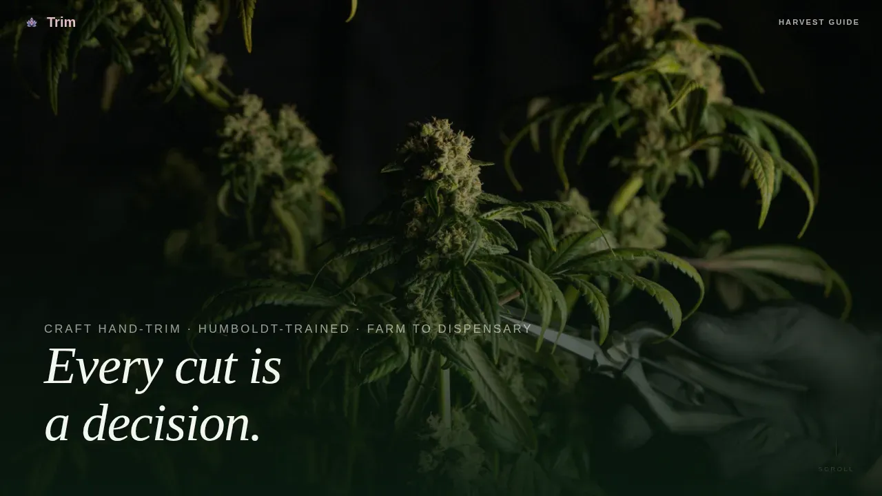 Certified Cannabis Industry Services Professional Website Template