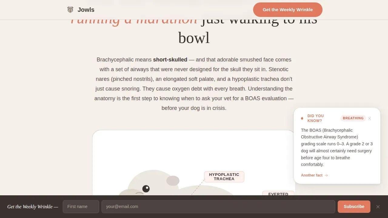Dog Specialist Blog Website Template