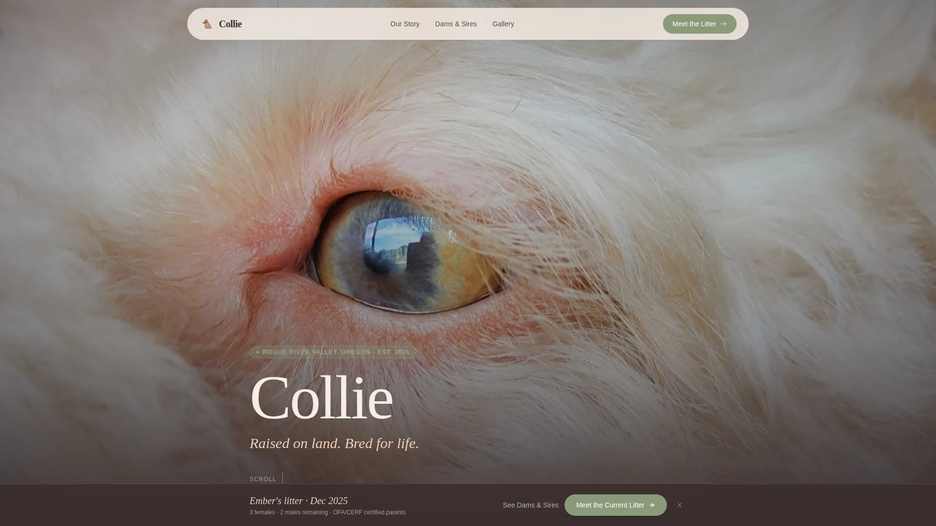Dog Local Professional Website Template