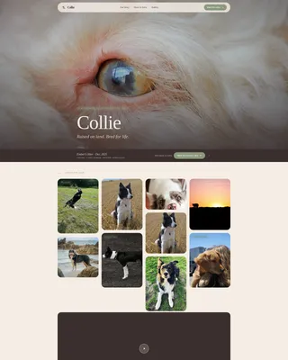 Dog Local Professional Website Template