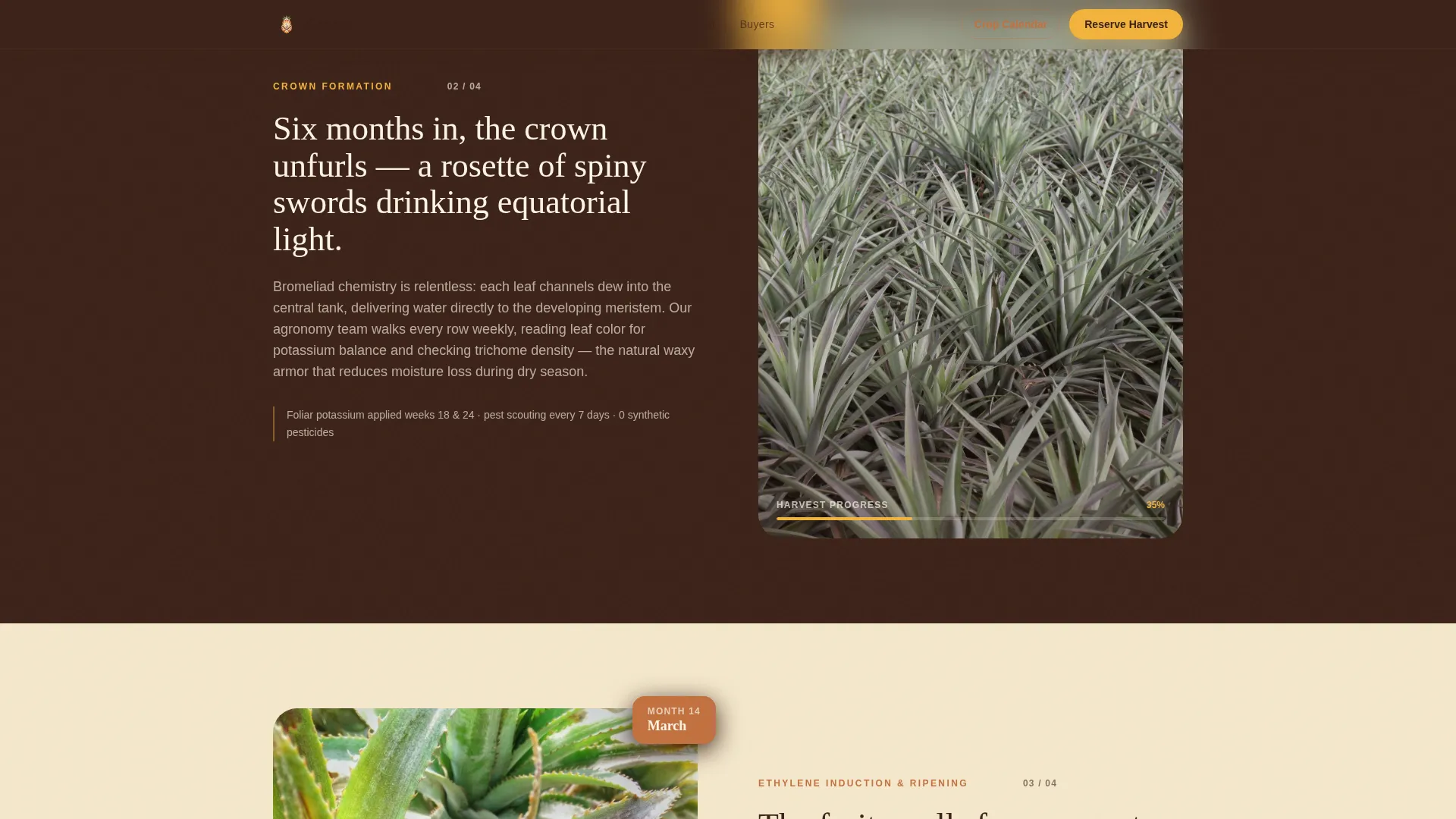 Fruit & Vegetable Farming Reviews Website Template