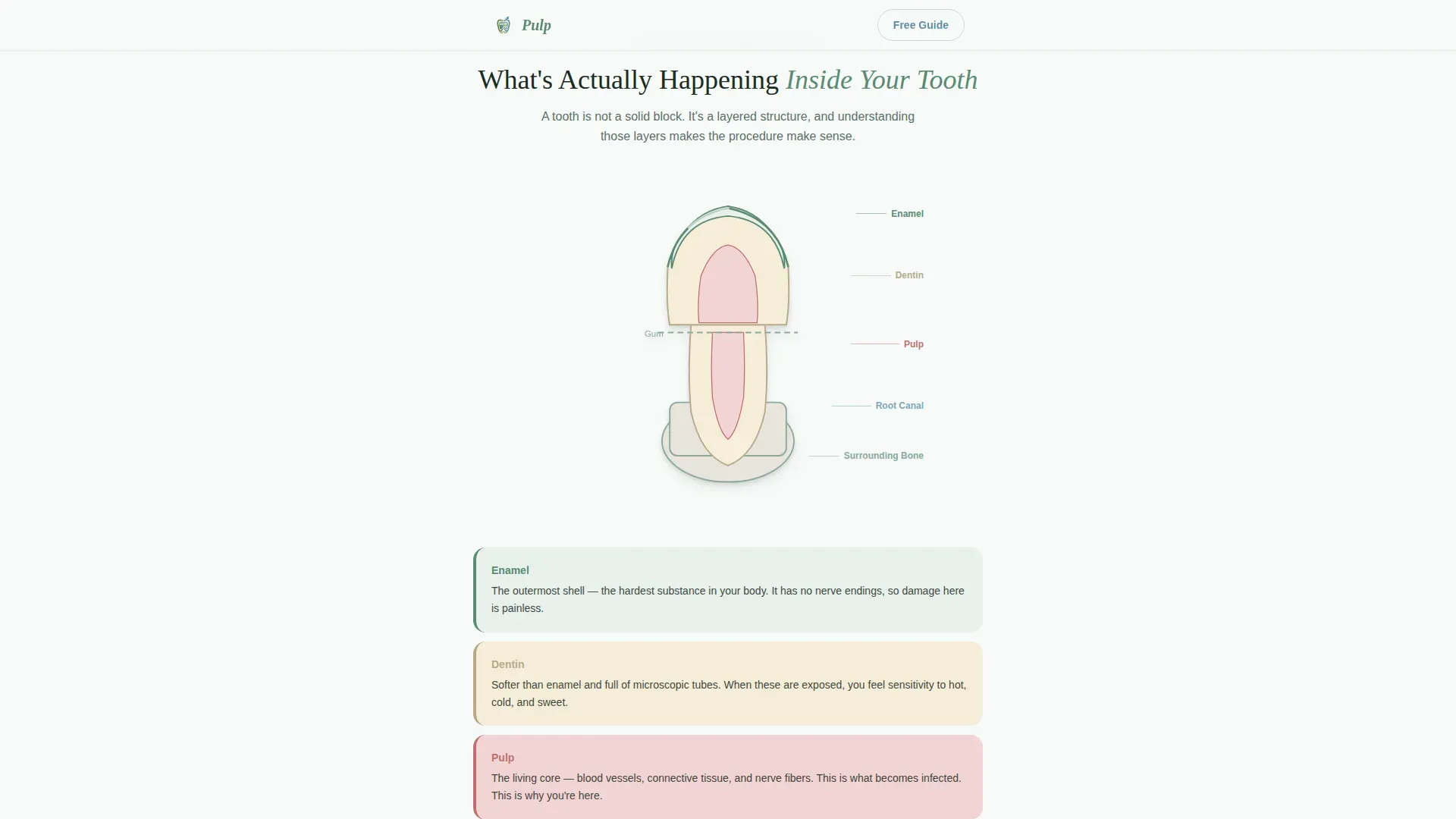 Endodontist Booking Website Template
