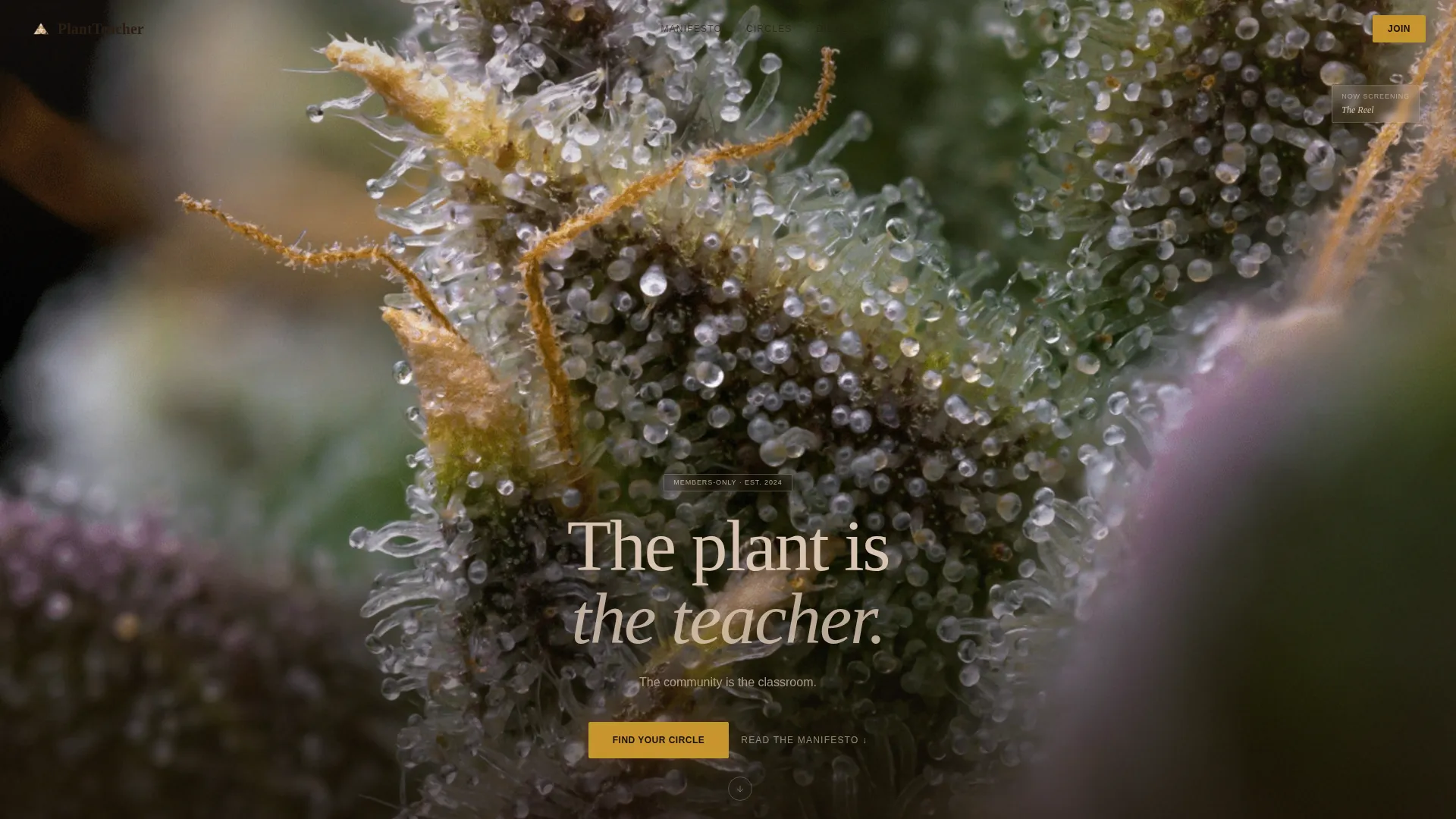Cannabis Blog & Media Professional Website Template