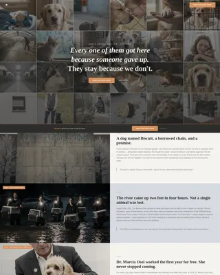 Animal Shelter Donation Landing Page Template