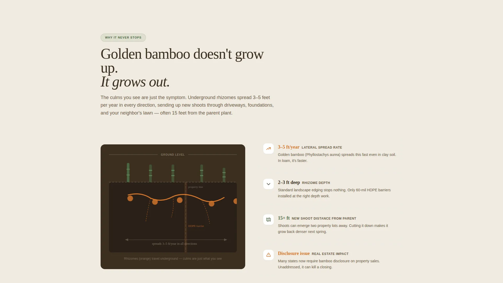Bamboo Products & Advanced Booking Website Template