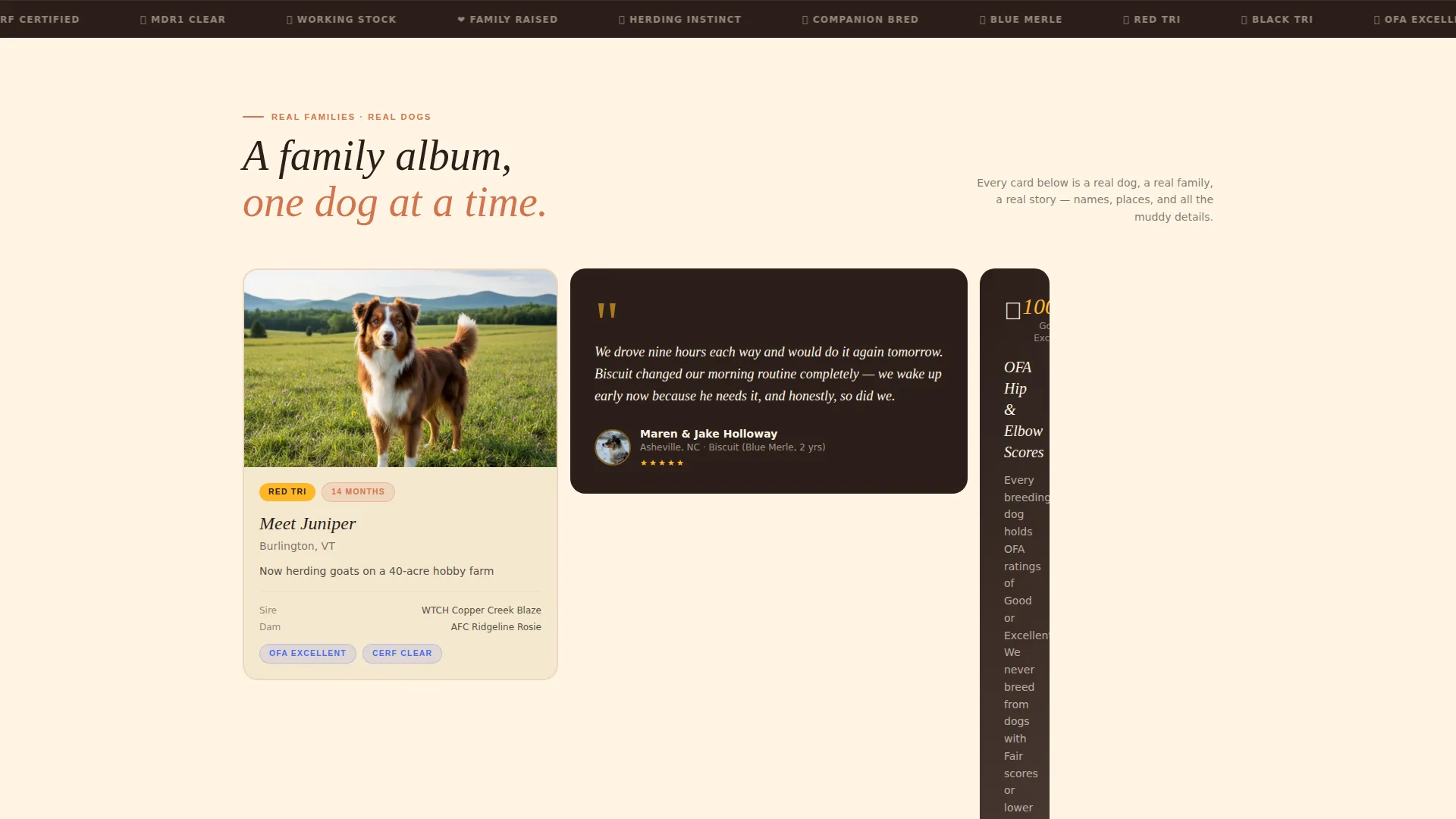Dog Pre-Launch Website Template