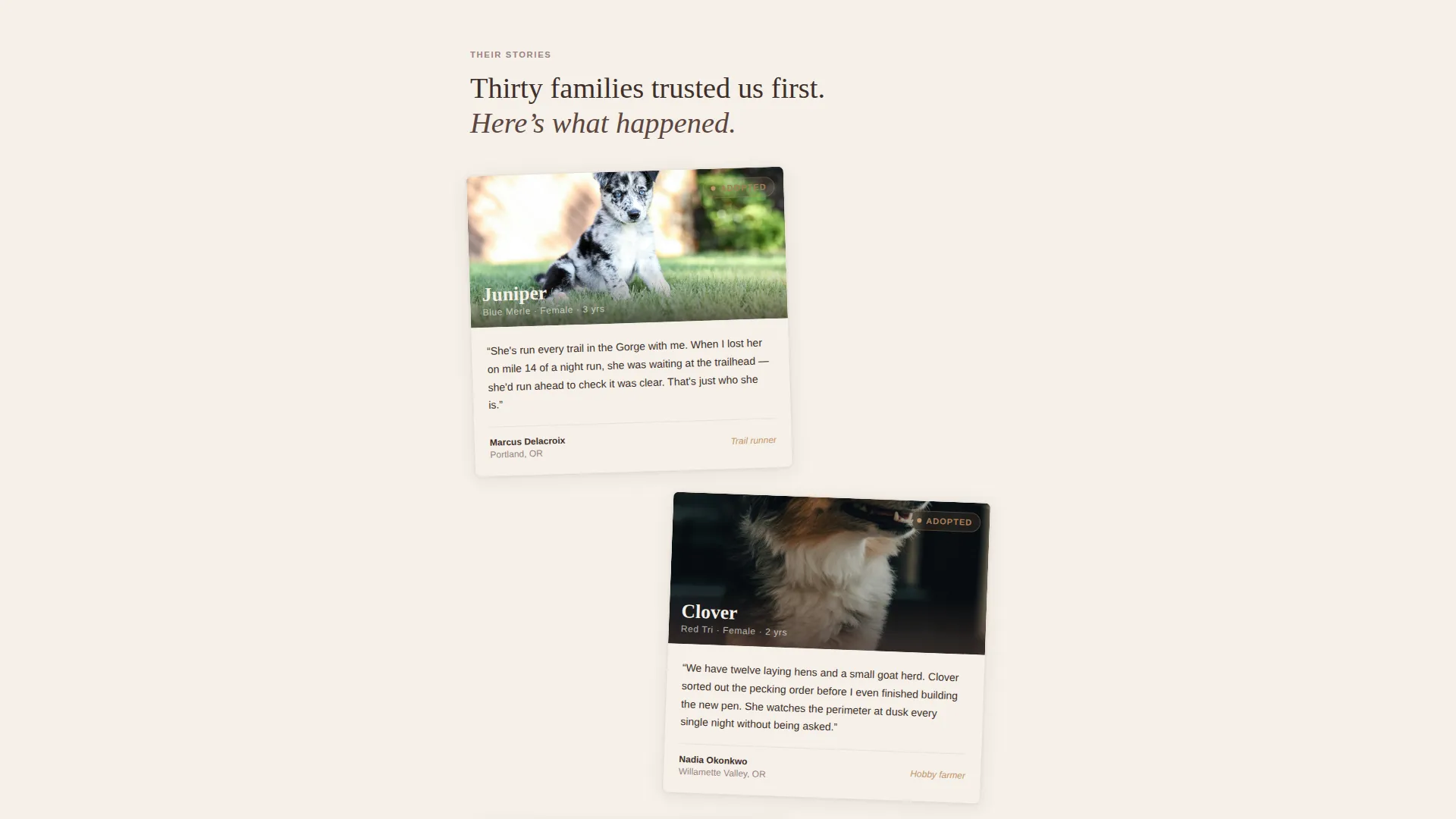 Dog Advanced Reviews Website Template