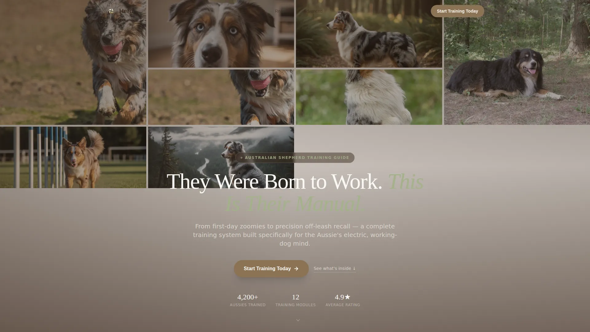 Dog Specialist Reviews Website Template