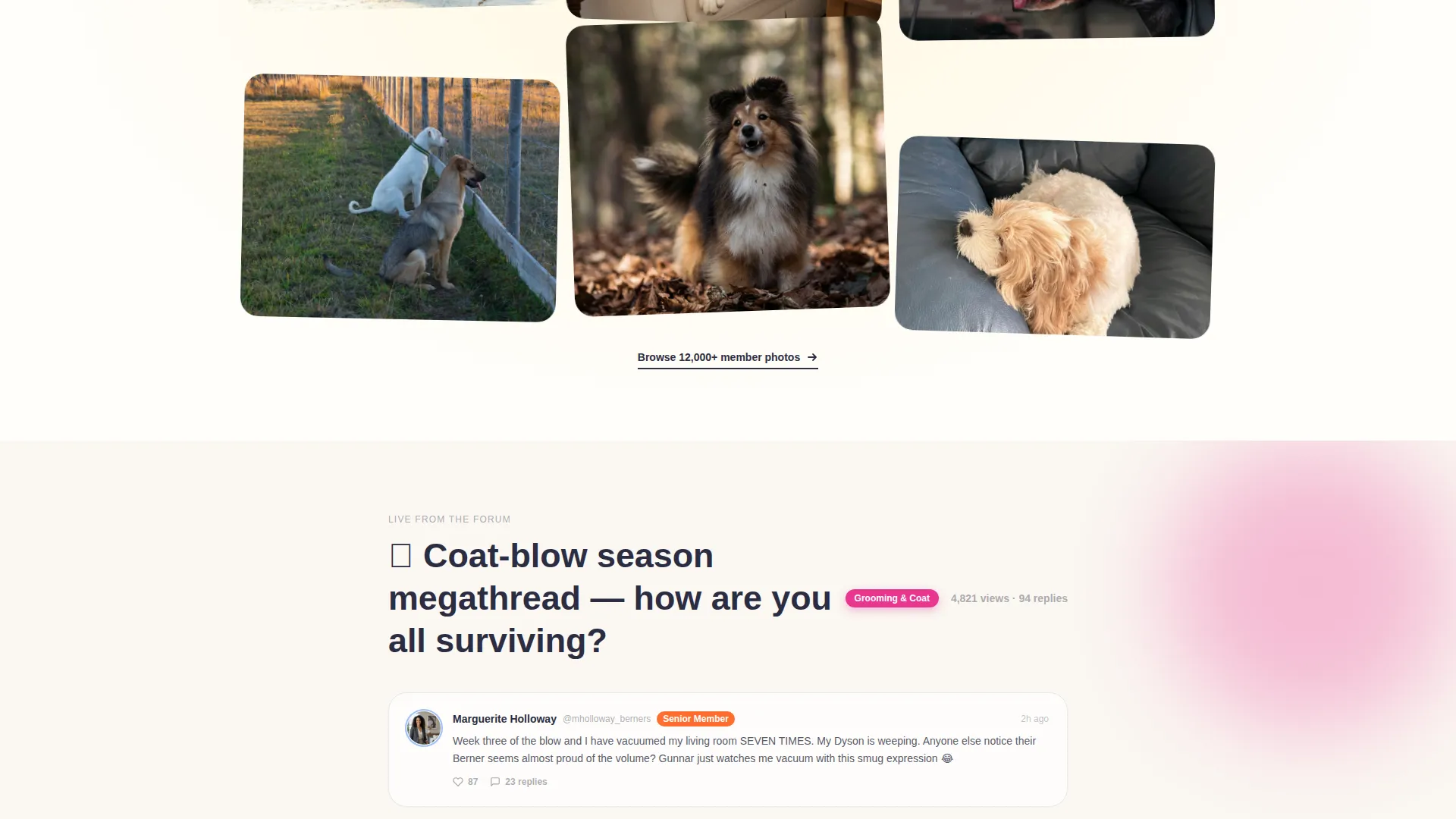 Dog Local Reviews Website Template