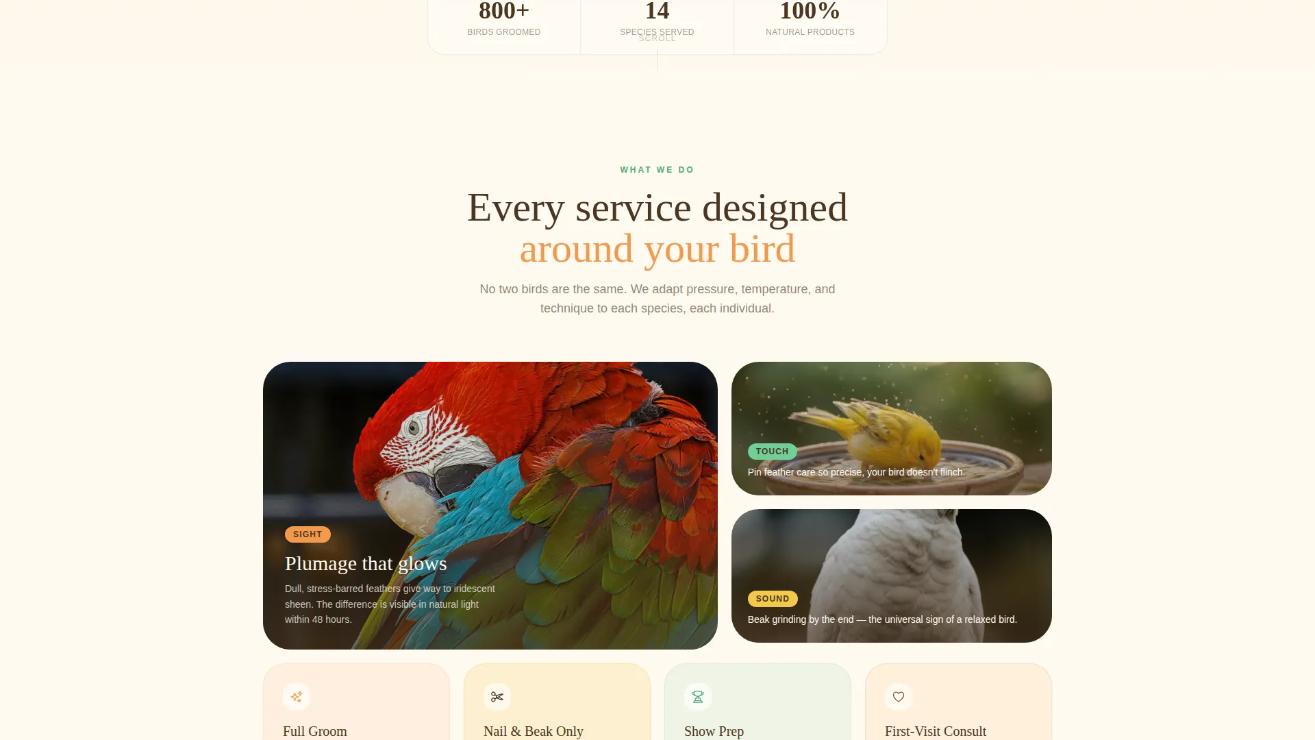 Bird Booking Website Template