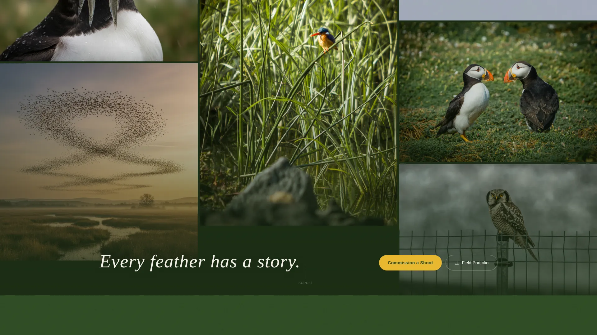 Bird Photography Landing Page Template