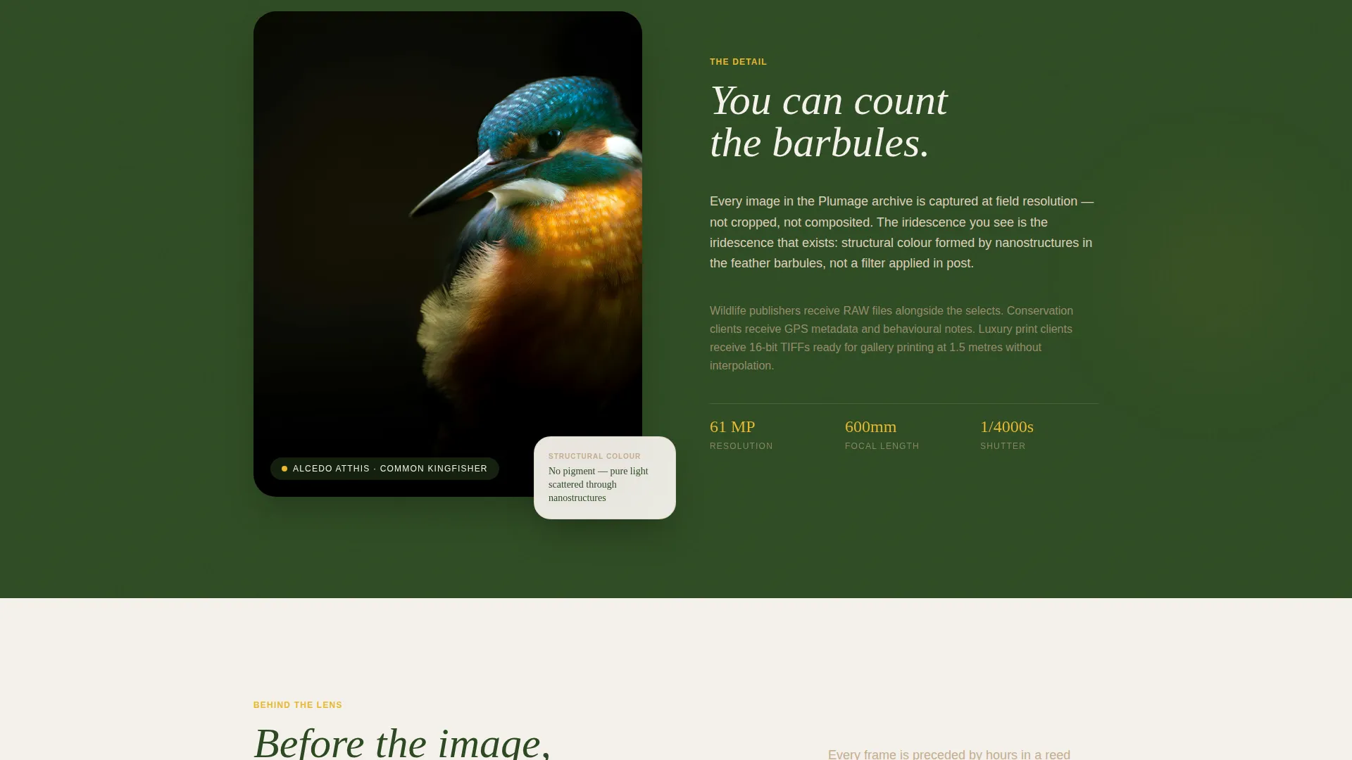 Bird Photography Landing Page Template