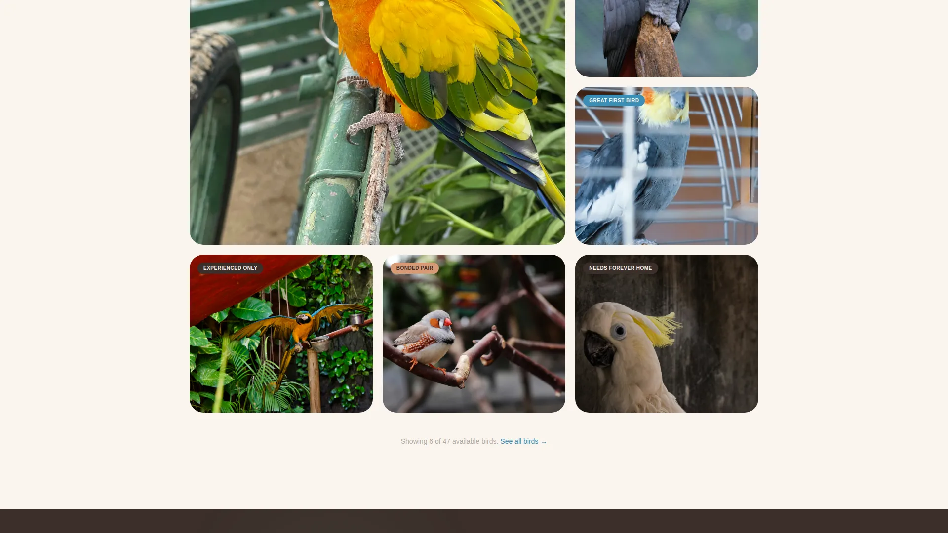 Bird Rescue & Adoption Landing Page Template