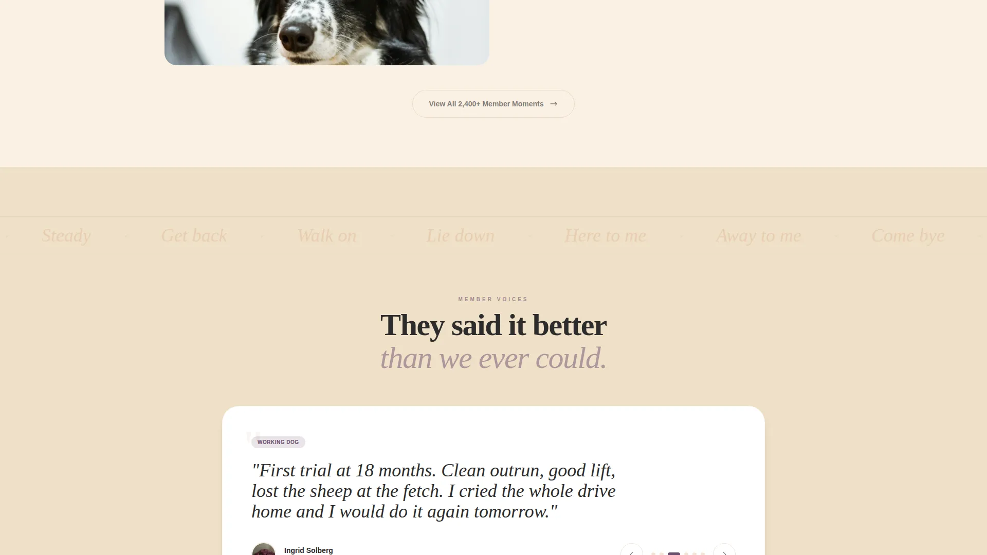 Dog Certified Professional Website Template