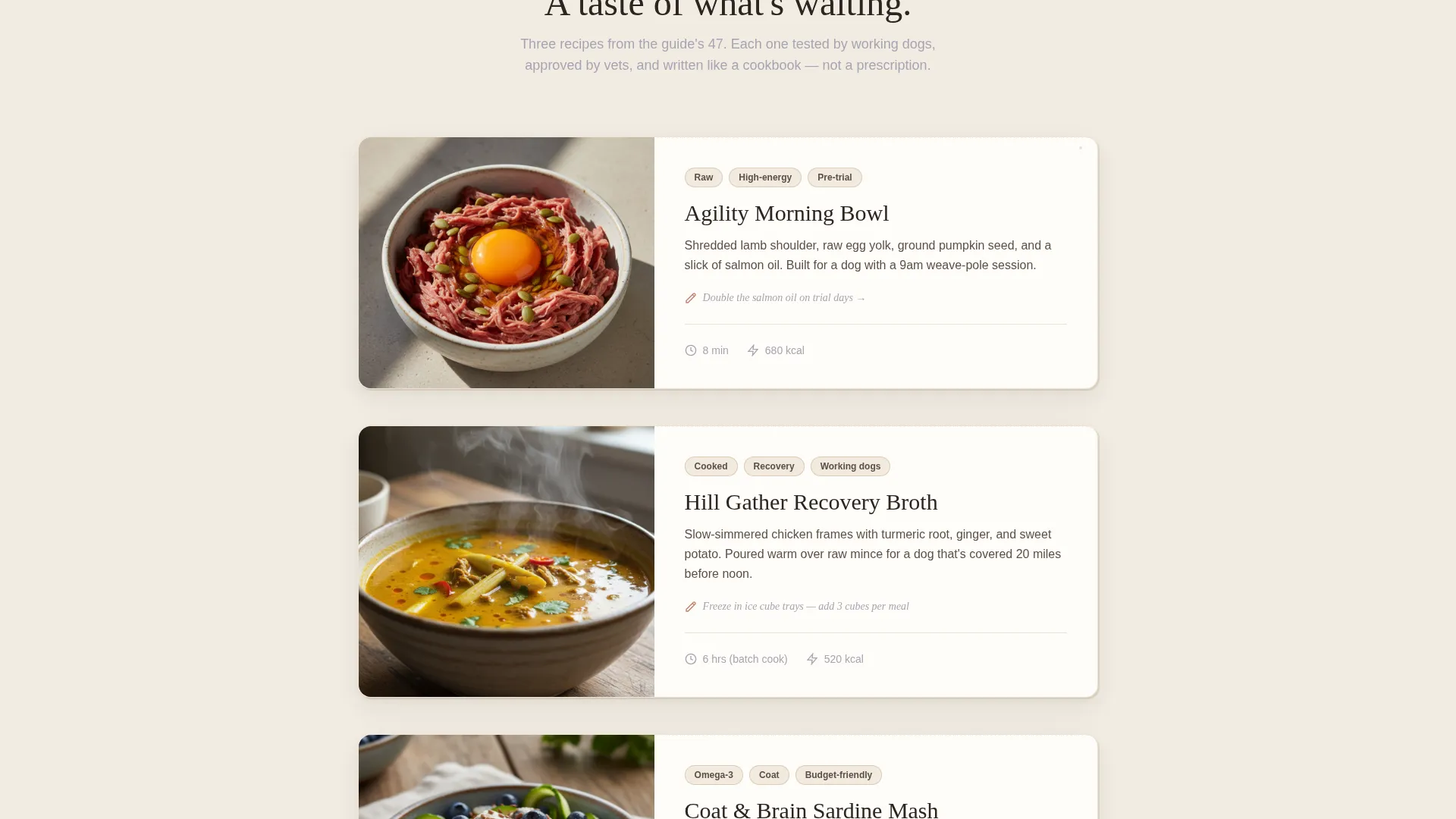 Dog Online Professional Website Template