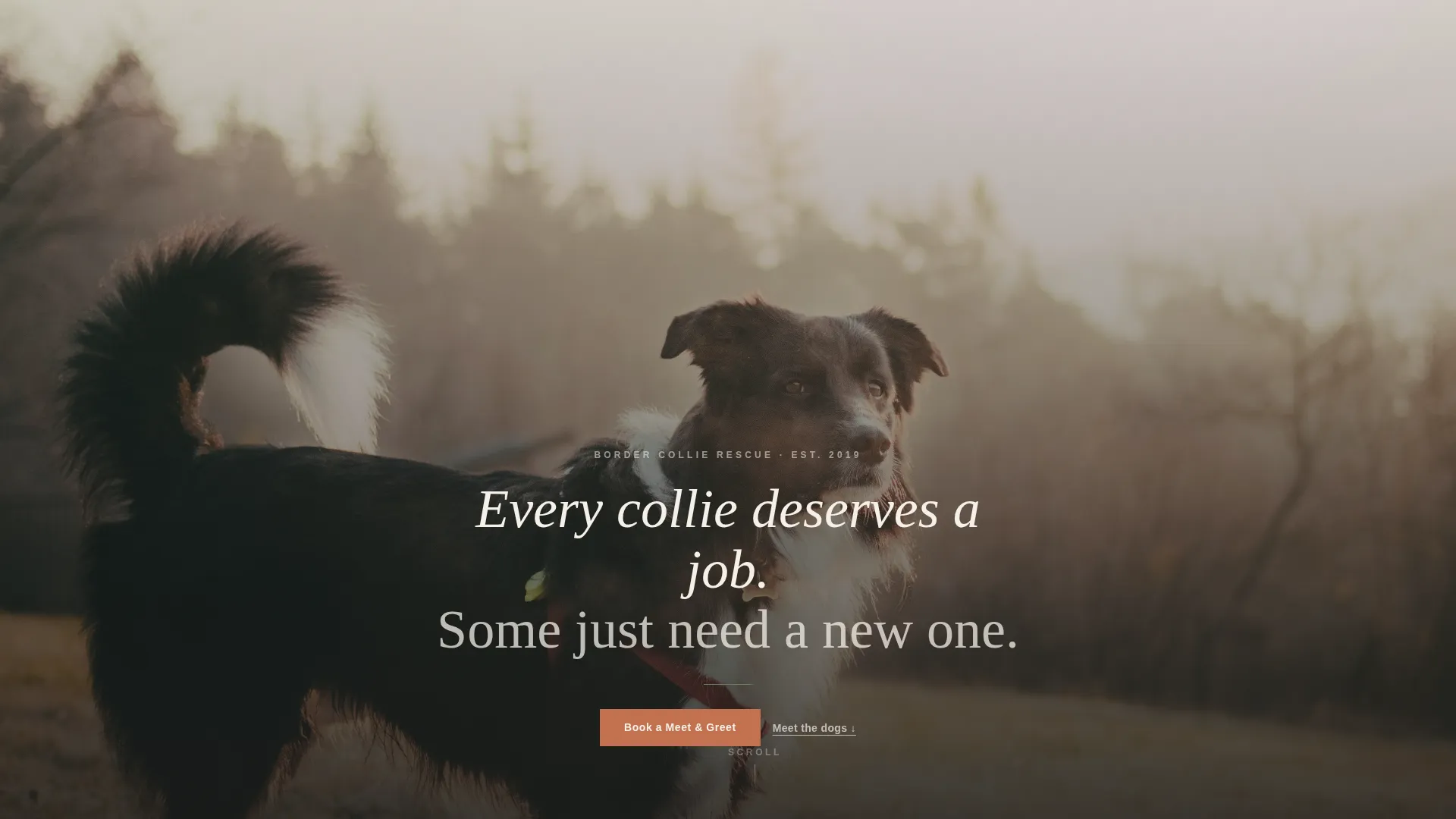 Dog Local Booking Website Template