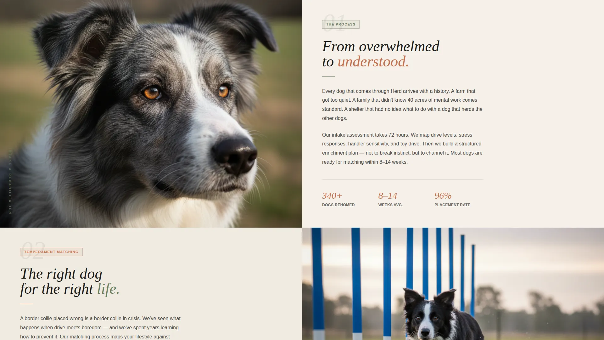 Dog Local Booking Website Template