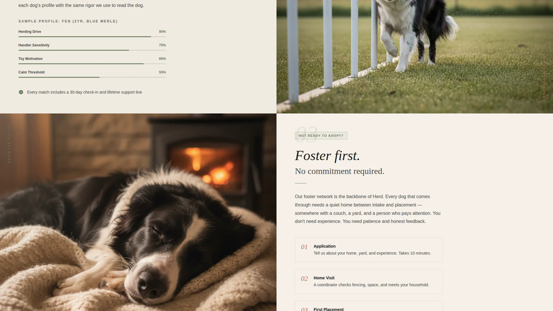 Dog Local Booking Website Template