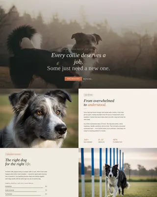 Dog Local Booking Website Template