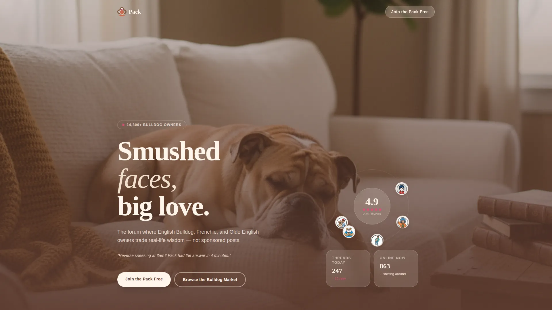 Dog Independent Professional Website Template