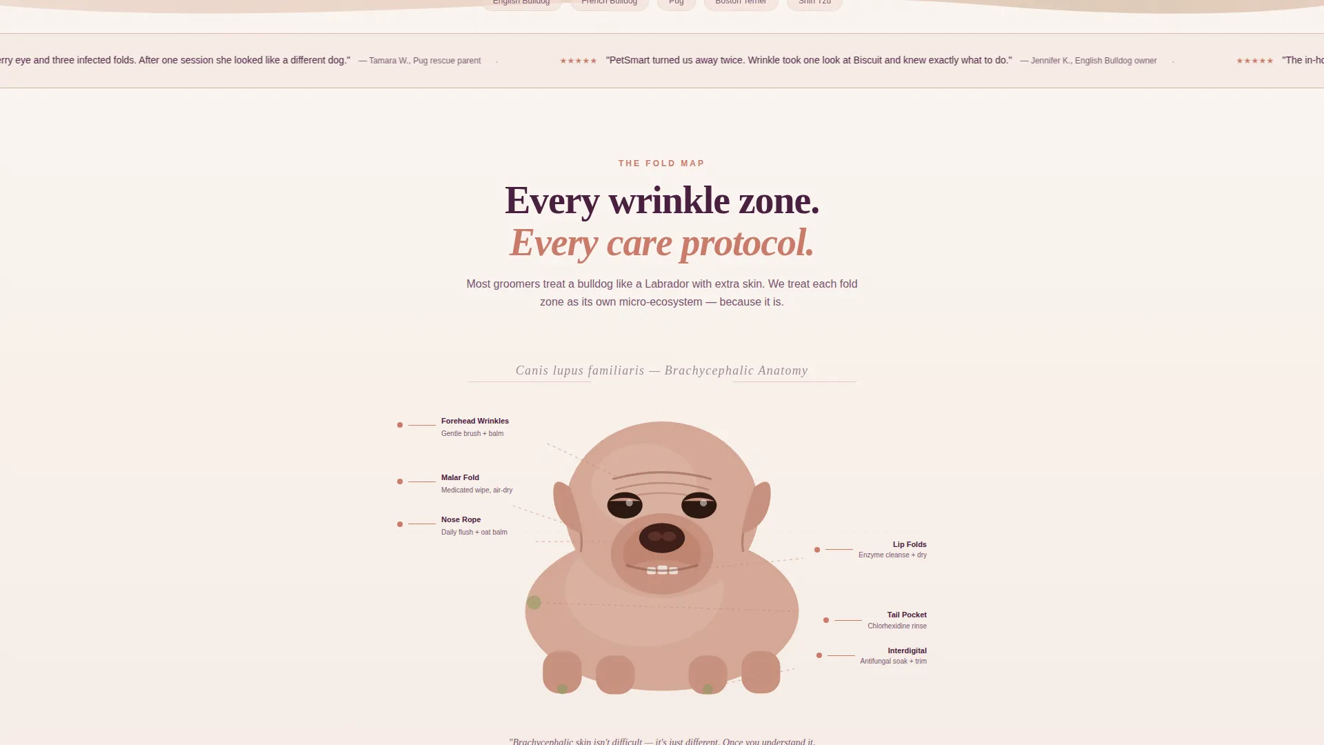 Dog Virtual Booking Website Template
