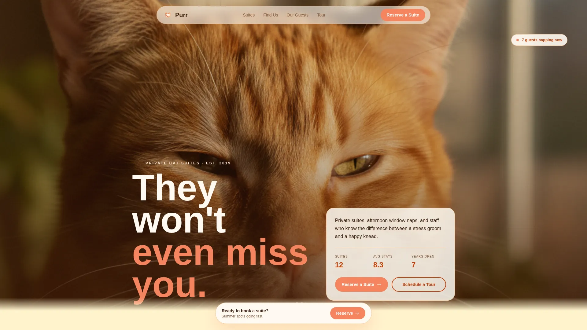 Cat Booking Website Template