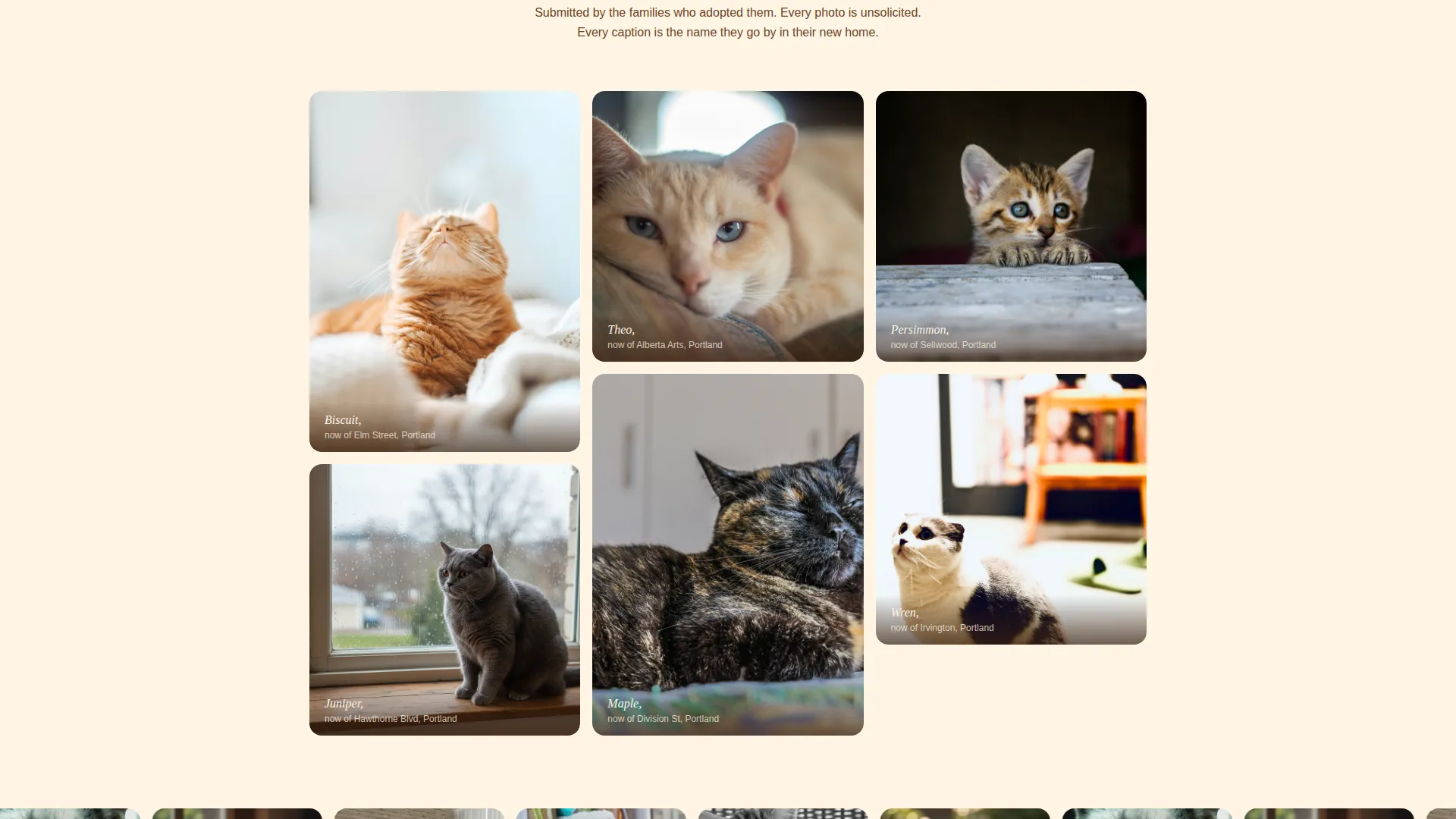 Landing Page Template for Artisan Cat Breeders