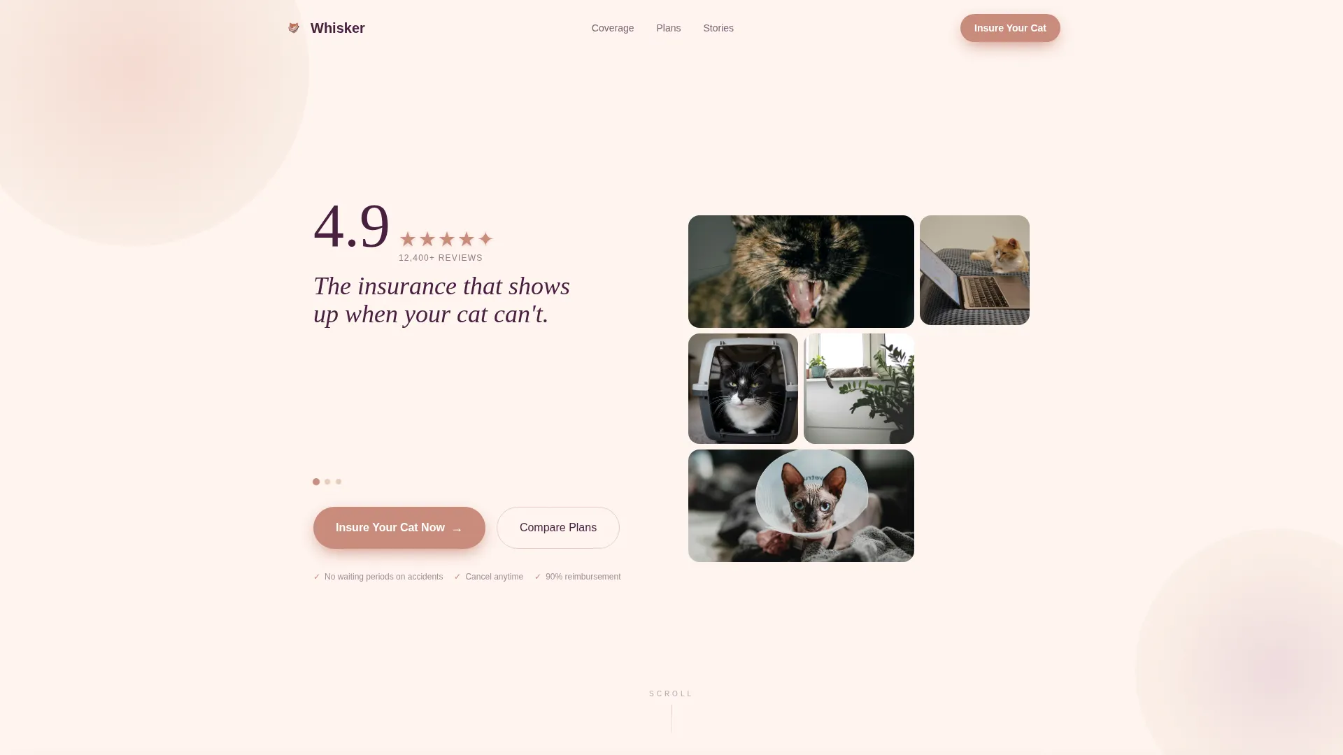 Cat Professional Website Template