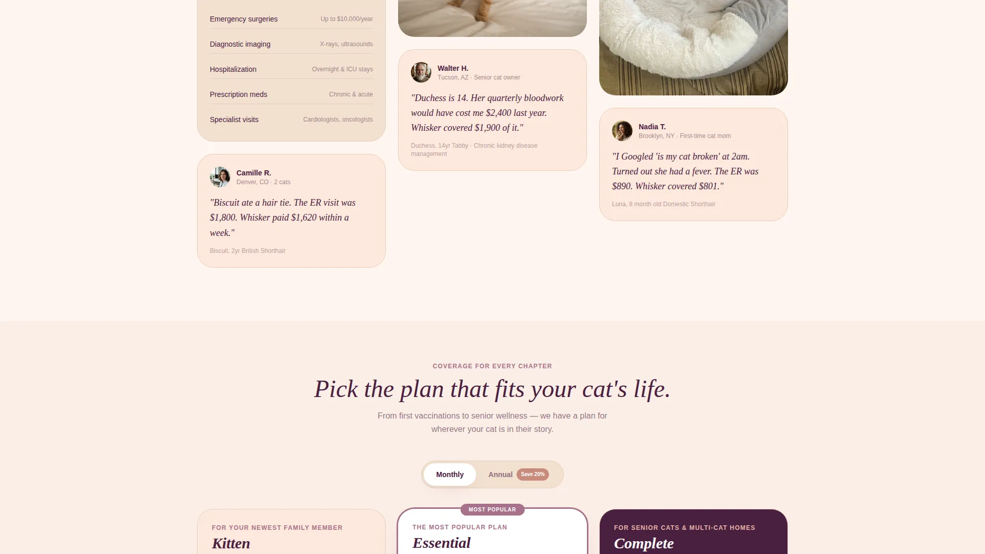 Cat Professional Website Template