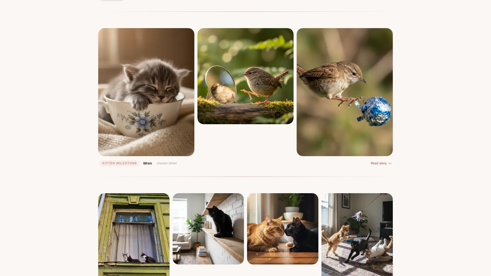 Cat Advanced Booking Website Template