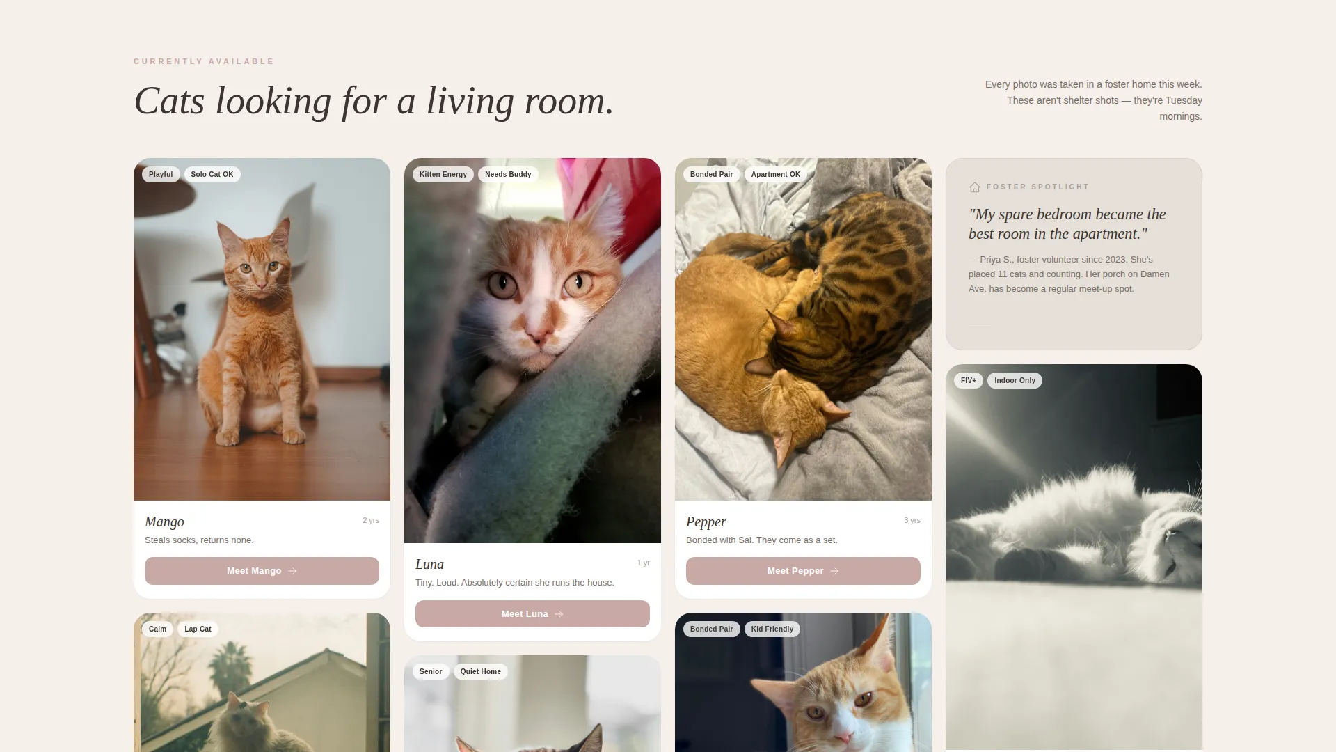 Cat Rescue & Adoption Landing Page Template