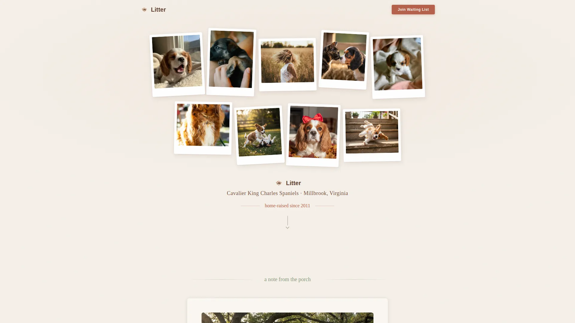 Dog Professional Website Template