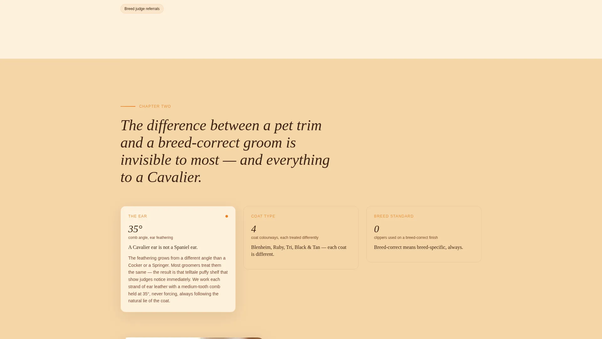 Dog Commercial Booking Website Template