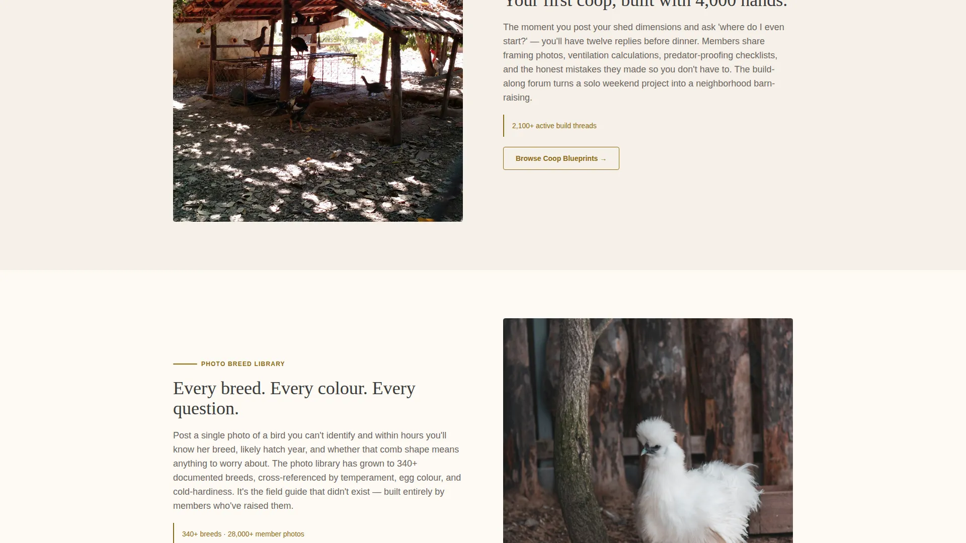 Backyard Chicken Community Landing Page Template