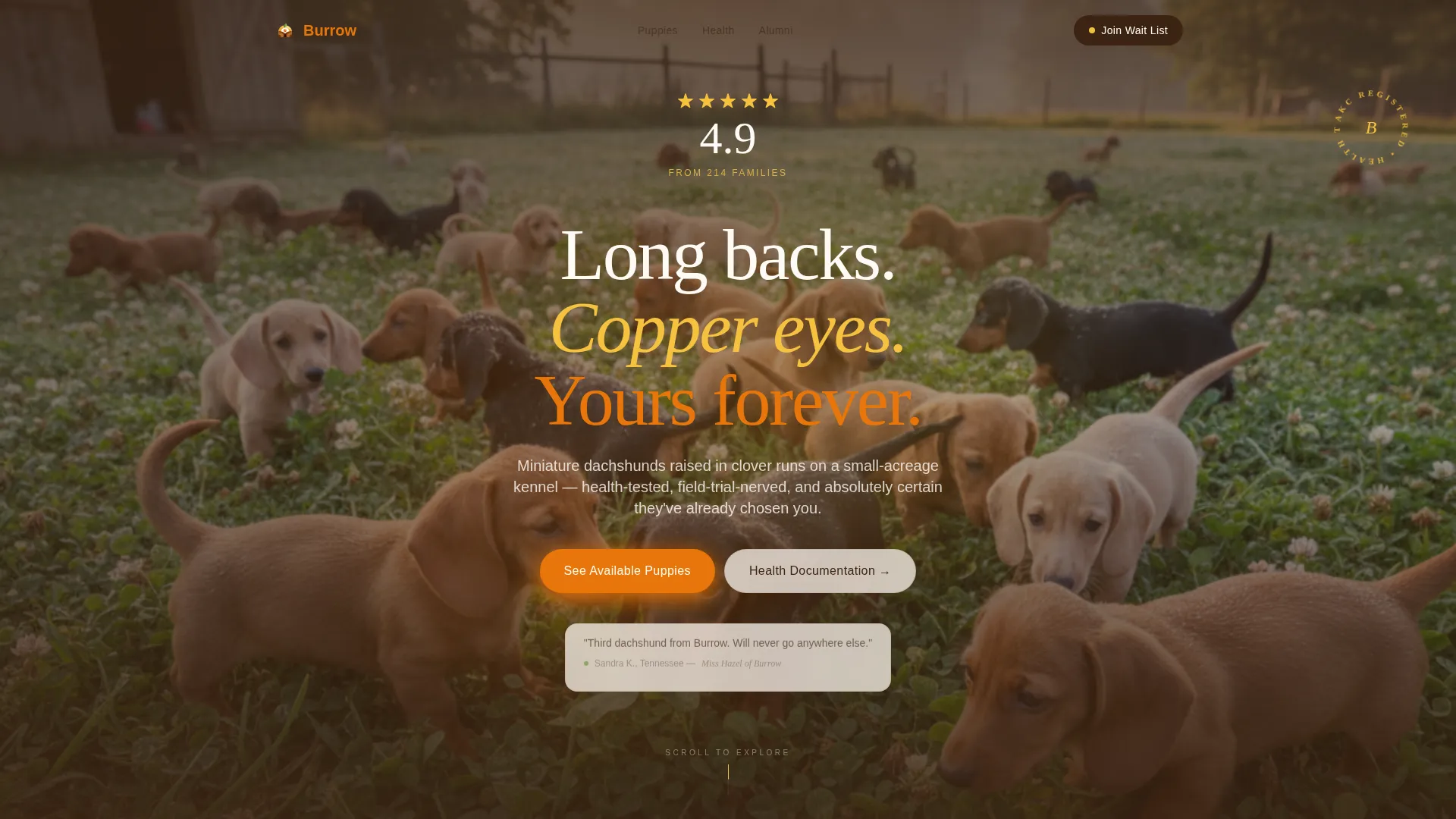 Dog Booking Website Template