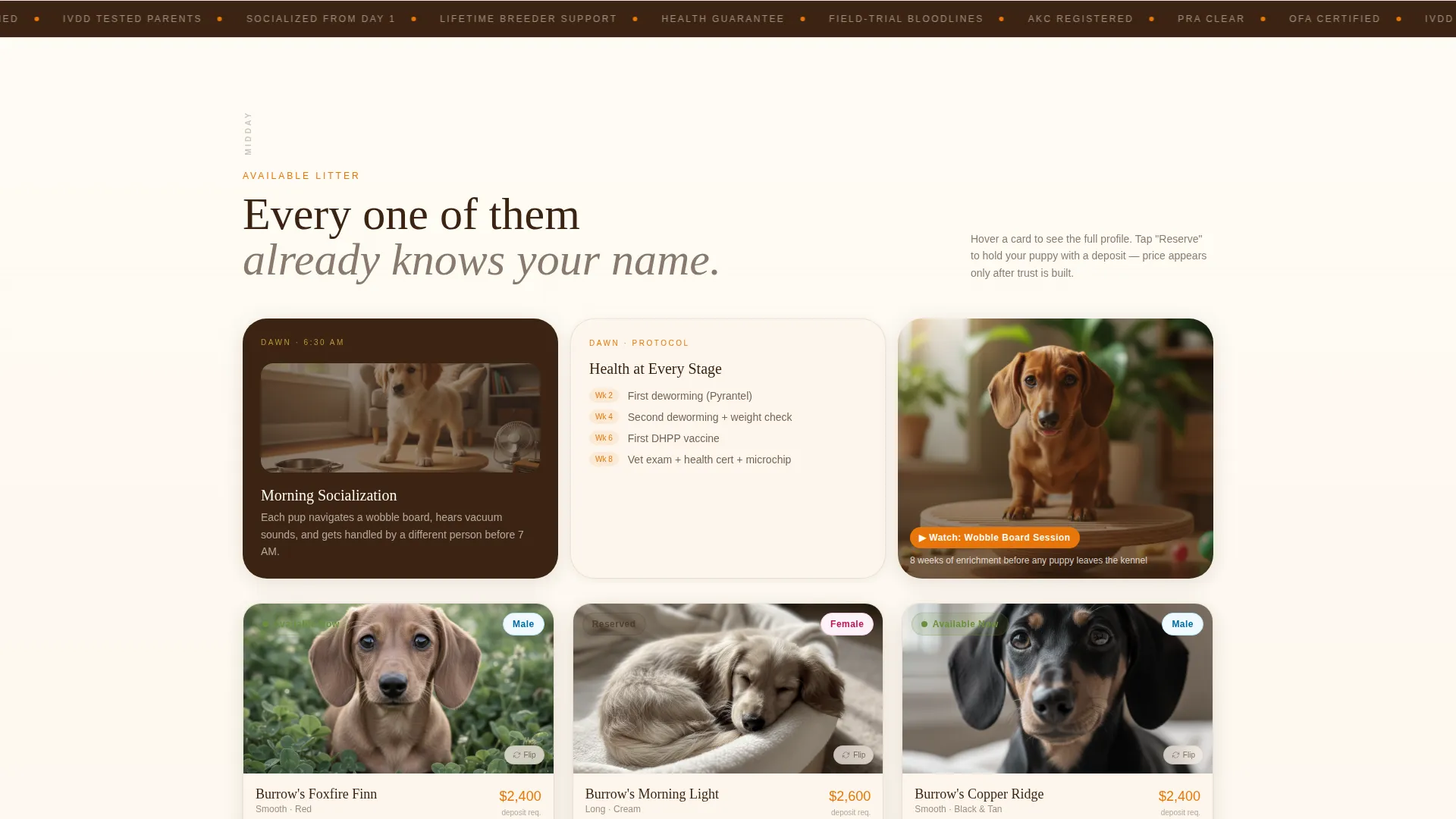 Dog Booking Website Template