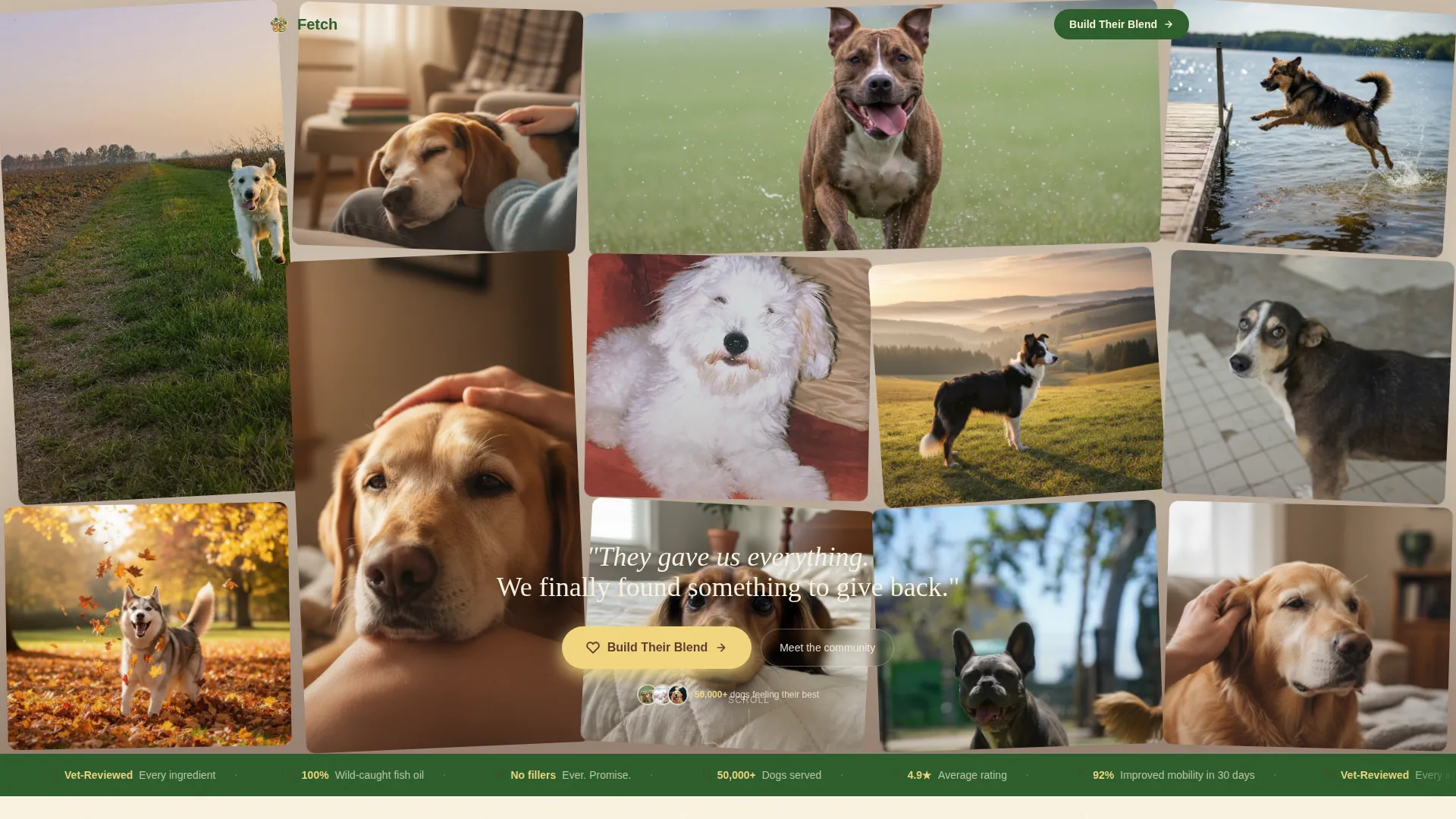 Dog Education Website Template