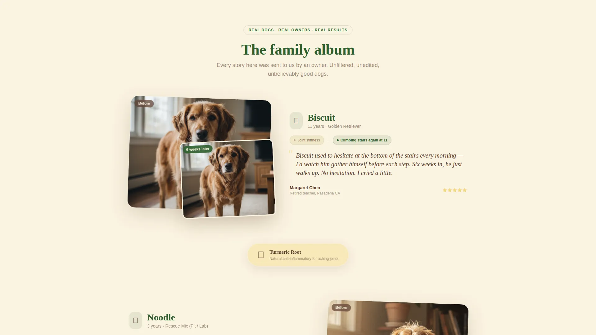 Dog Education Website Template