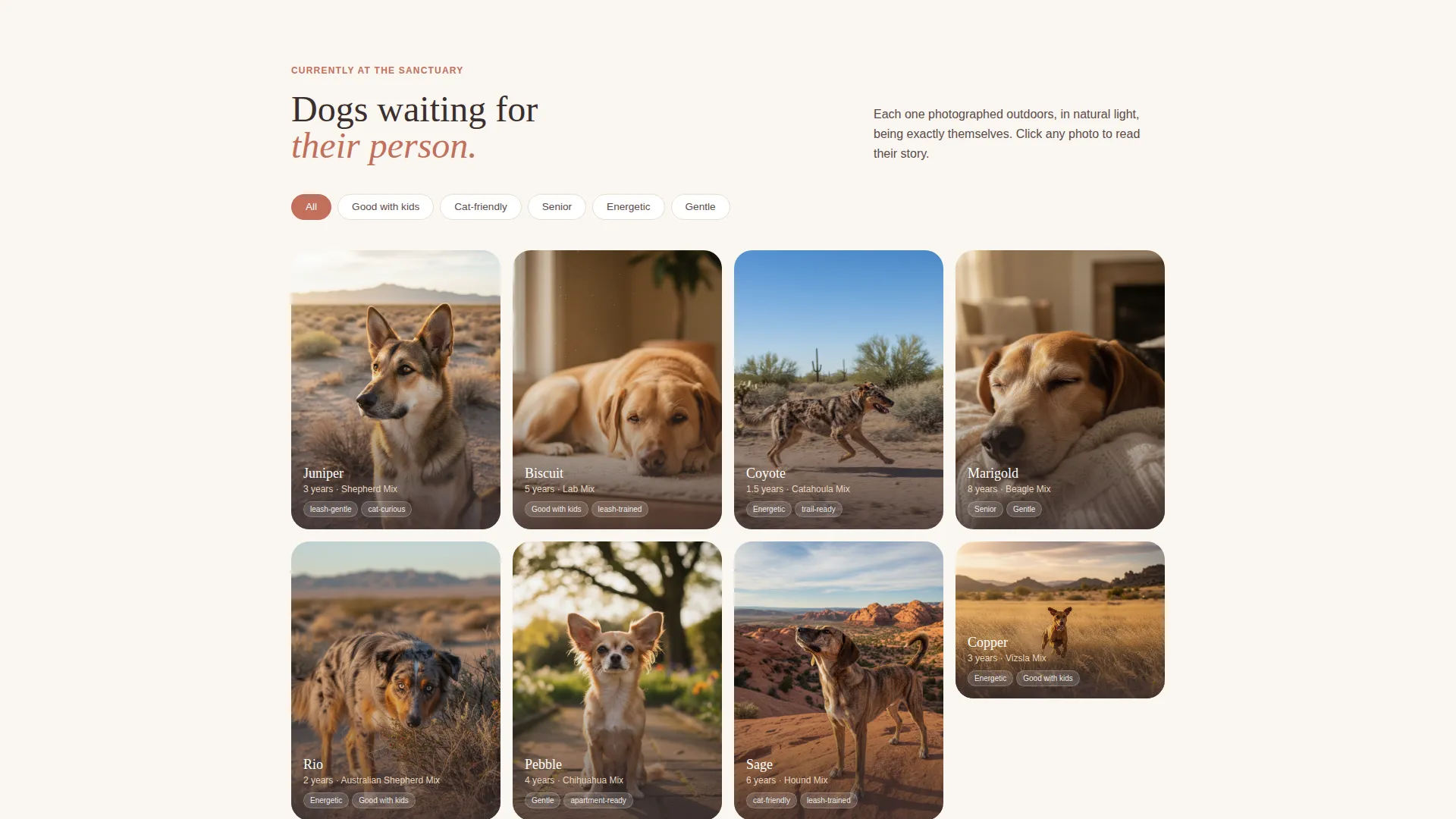 Dog Rescue Gallery & Scheduling Landing Page Template