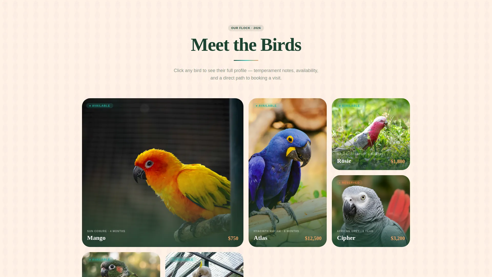 Exotic Bird & Parrot Shop Landing Page Template
