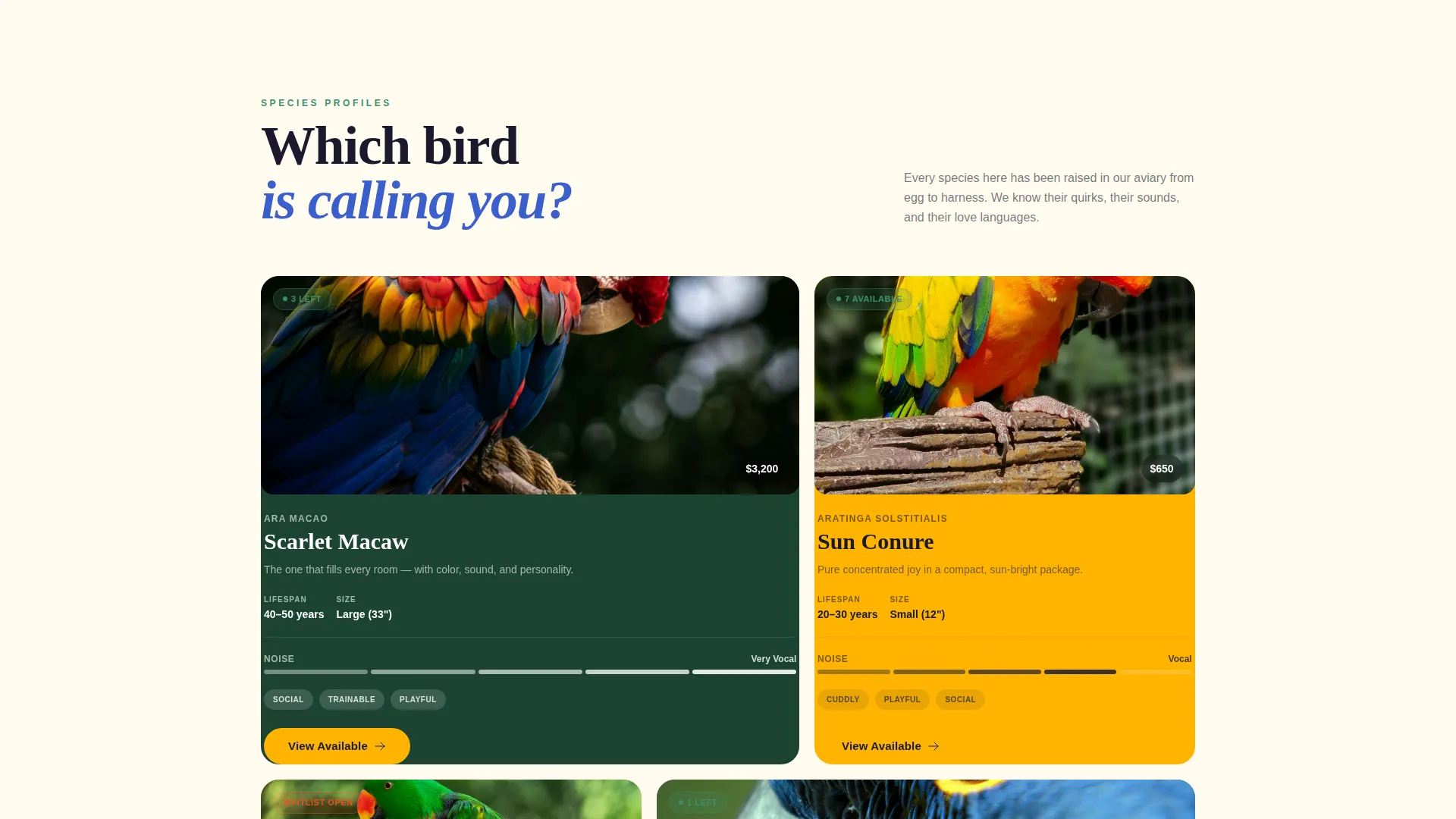 Exotic Bird Breeder Landing Page Template