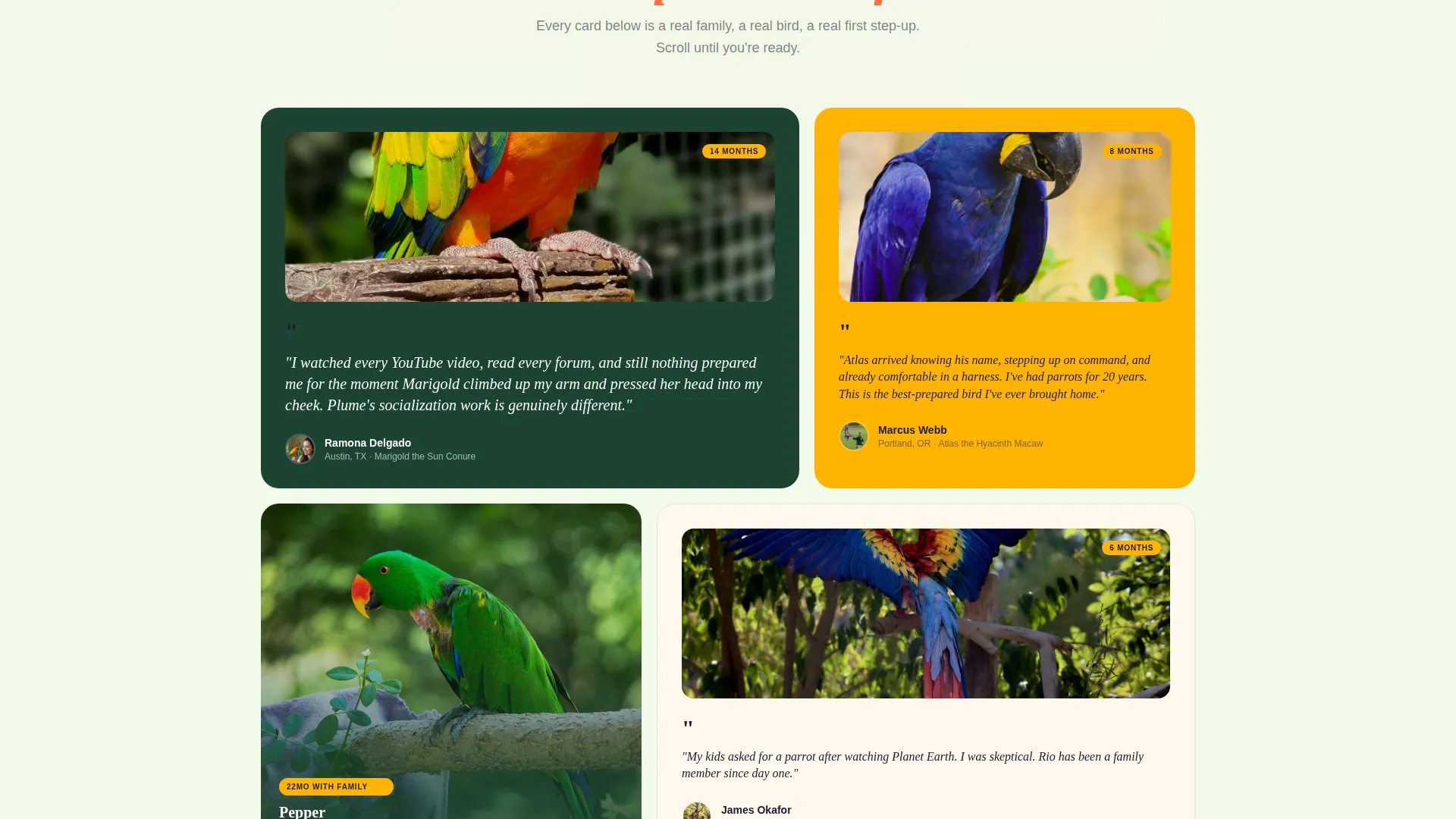 Exotic Bird Breeder Landing Page Template