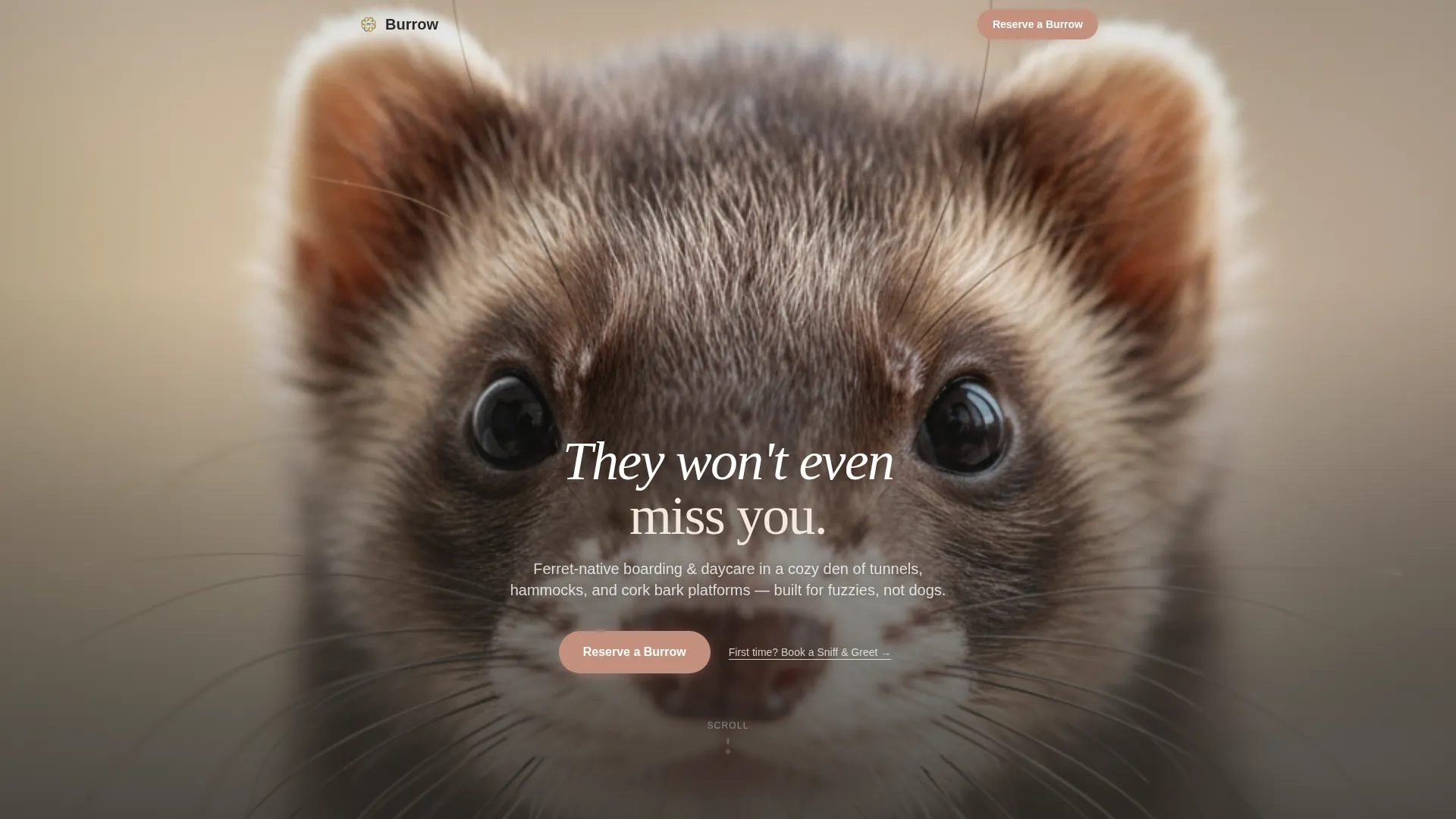 Ferret Boarding Landing Page Template