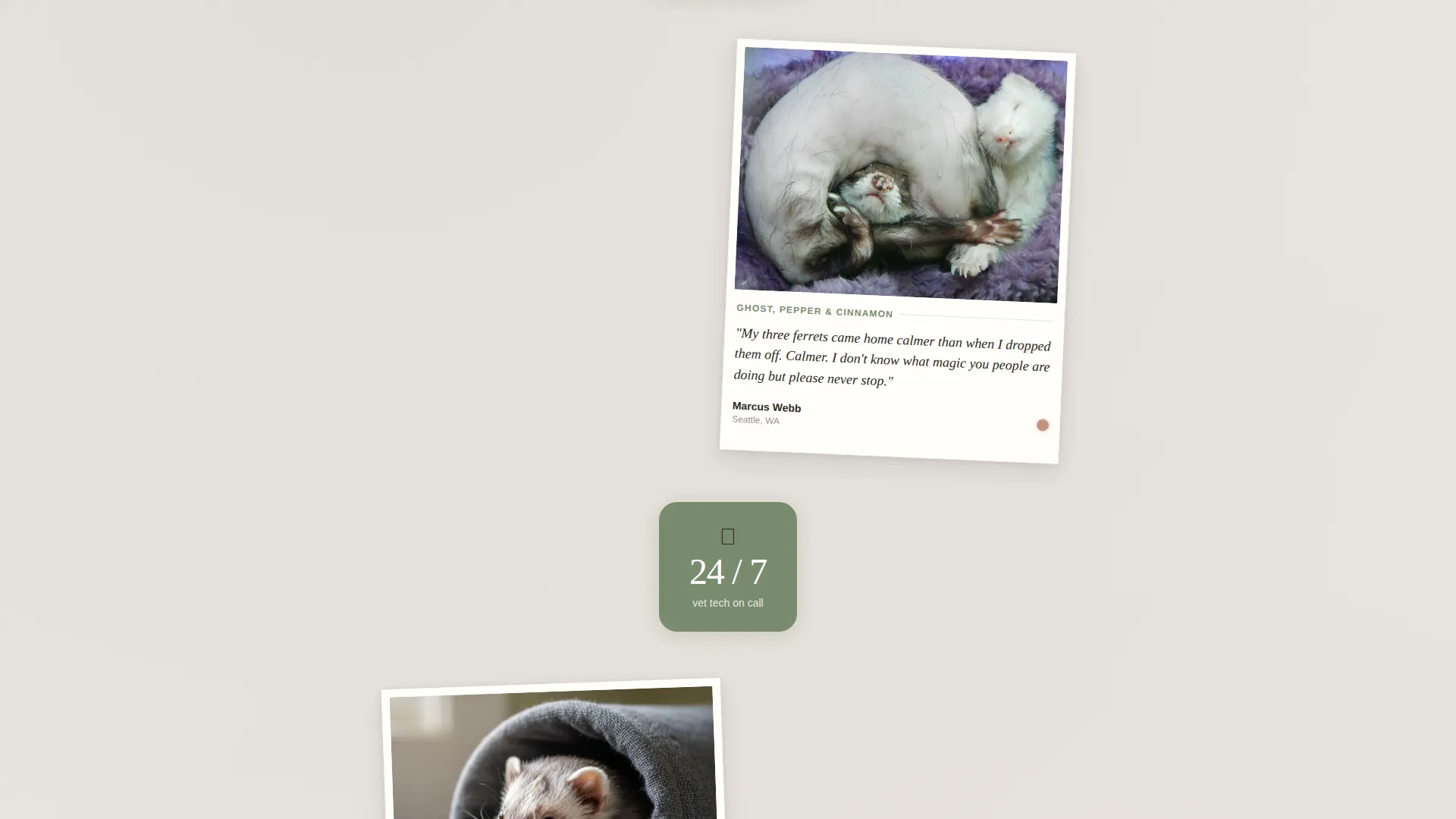 Ferret Boarding Landing Page Template