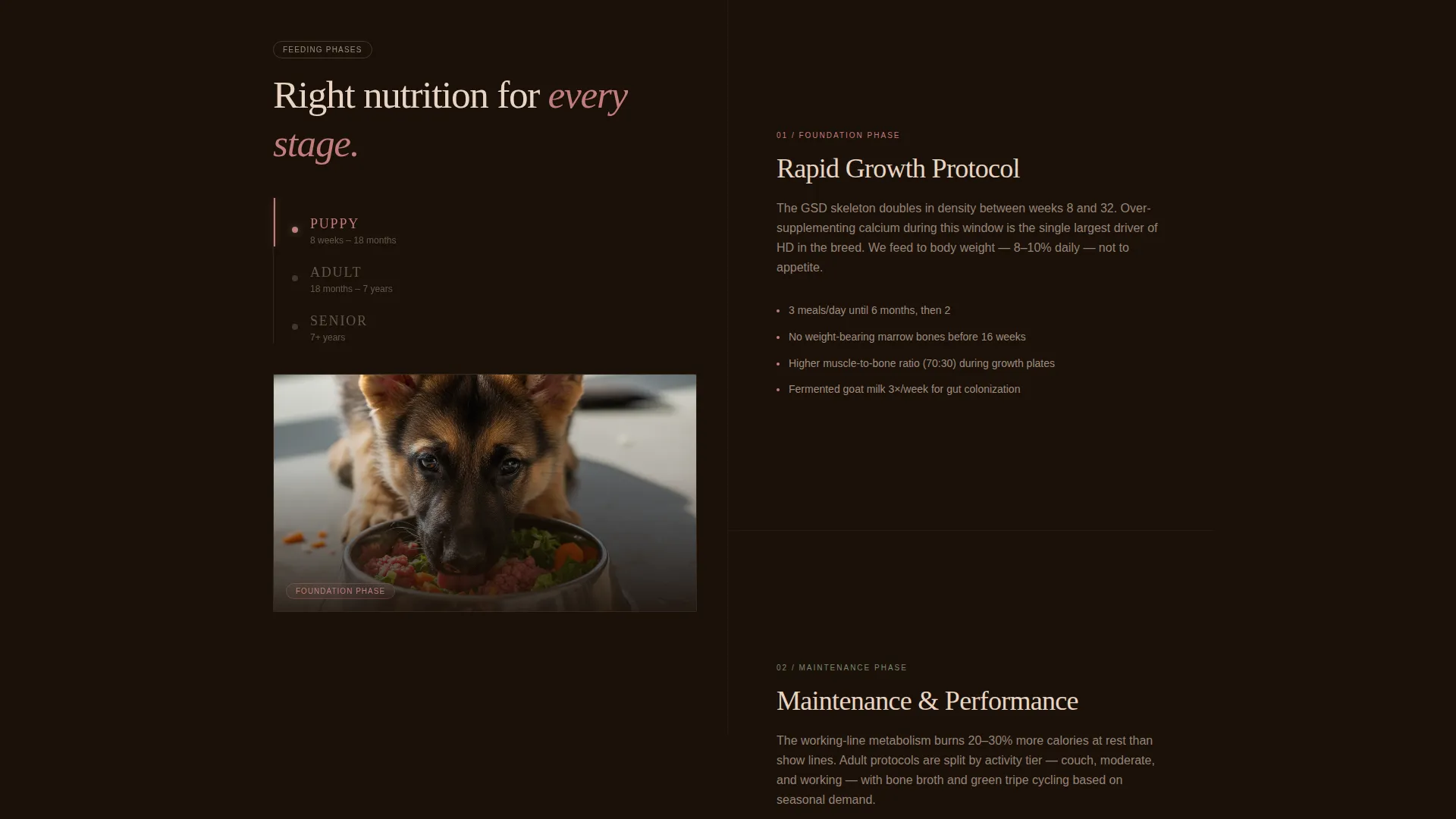 Dog Complete Booking Website Template