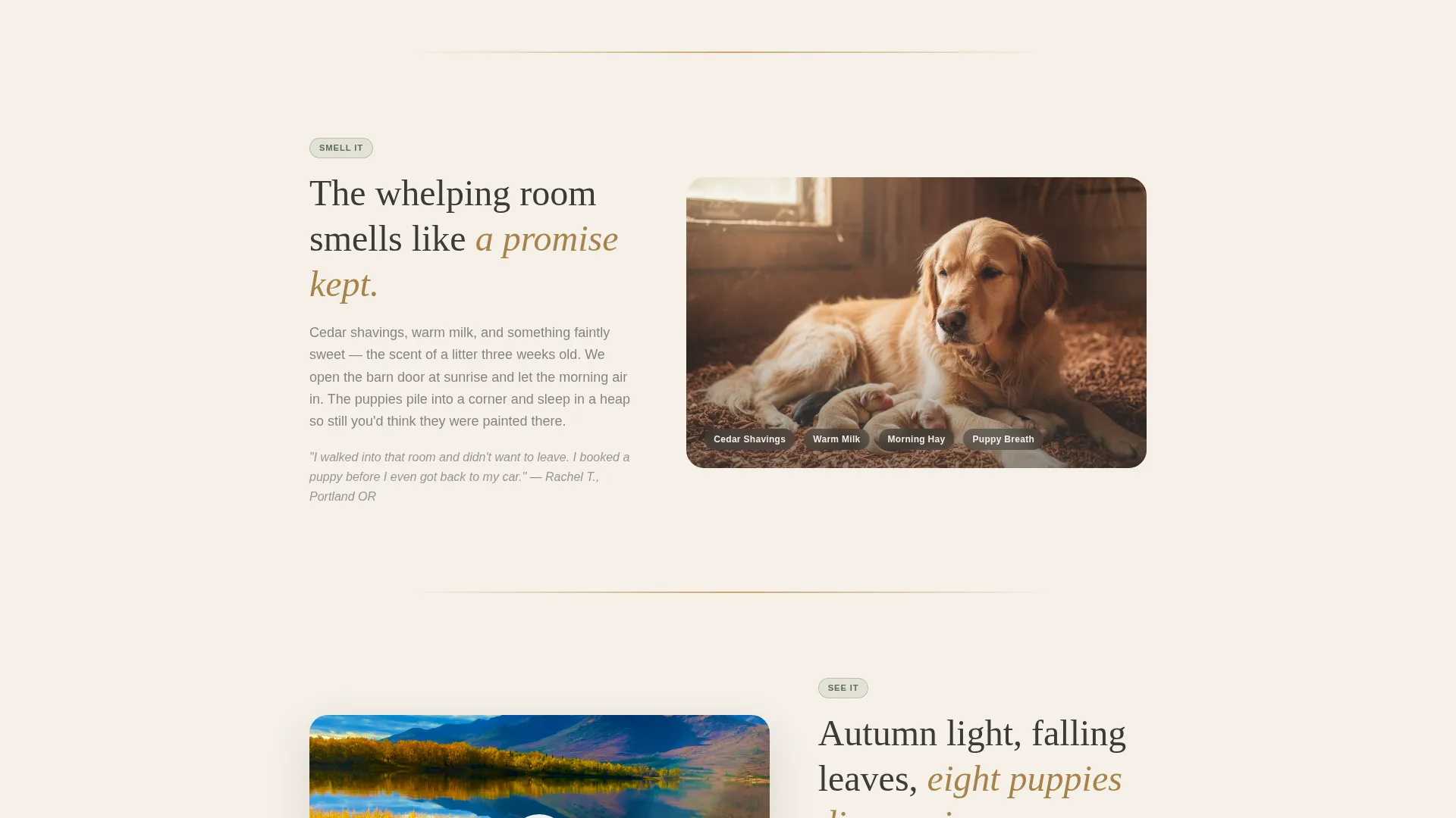 Dog Local Booking Website Template