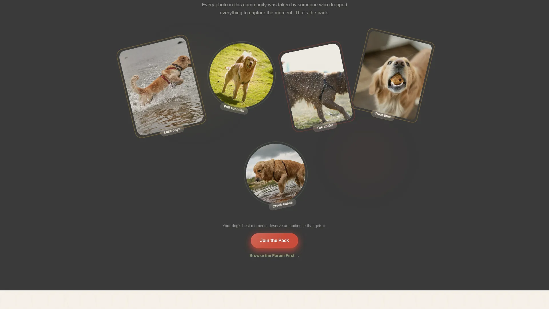 Dog Premium Professional Website Template