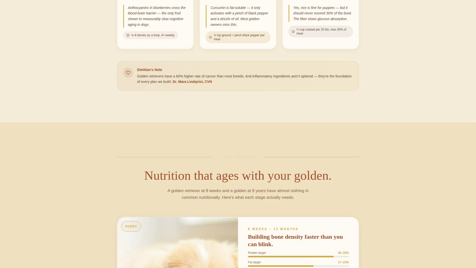 Dog Local Professional Website Template