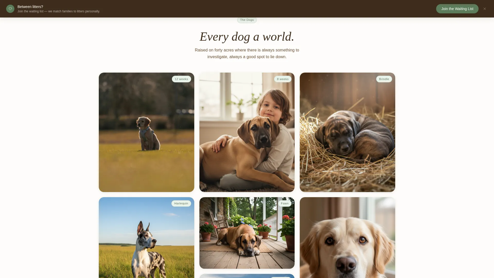 Great Dane Breeder Landing Page Template